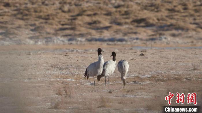 珍稀鳥類黑頸鶴、灰鶴現身青海格爾木